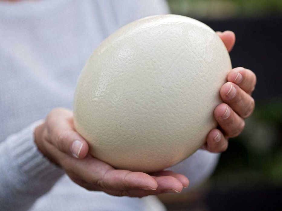 Oua de strut pentru consum sau incubat