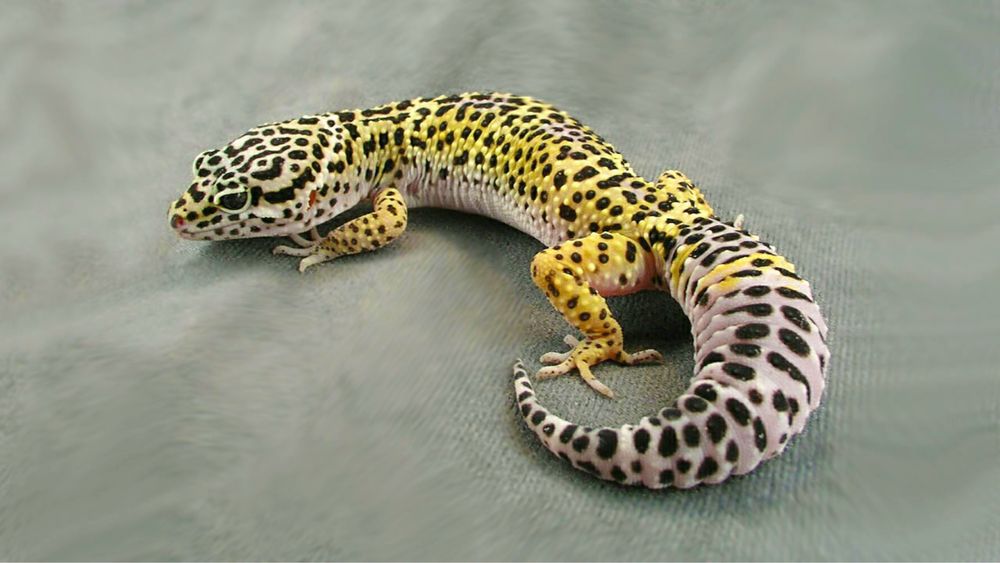 Гекконы эублефары взрослые