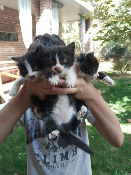 Отдам котят в хорошие руки