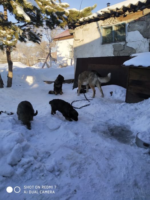 Щенки лайки 2 месяца