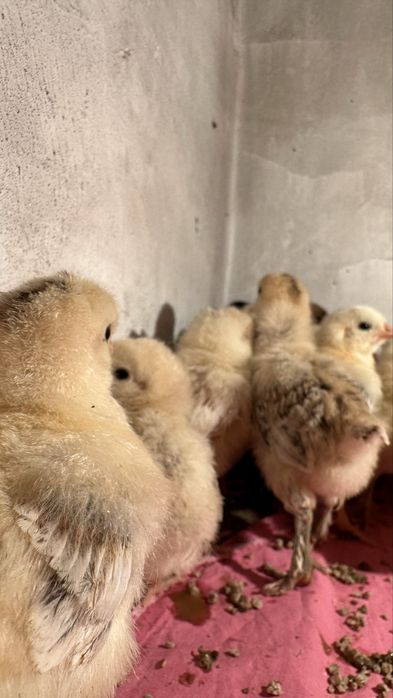 Продам цыплят: суточных, недельных