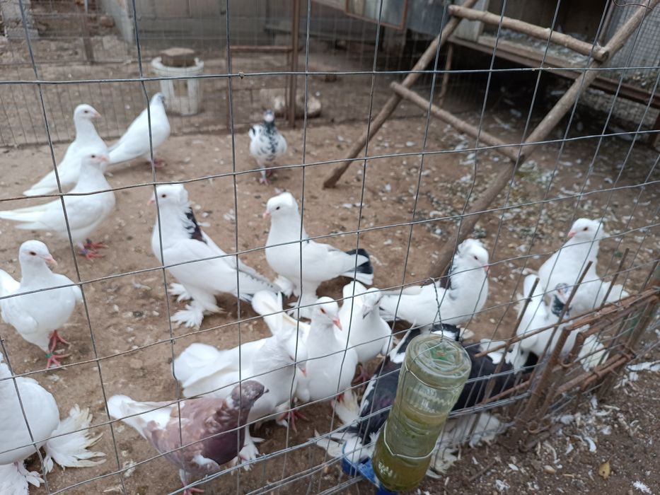 Porumbei uriaș maghiar