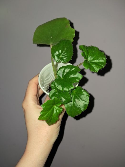 Бегония воротничковая