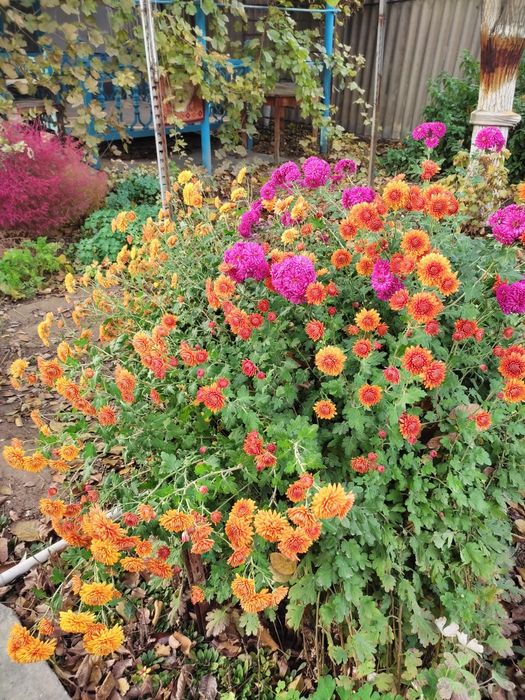 Продам саженцы хризантемы