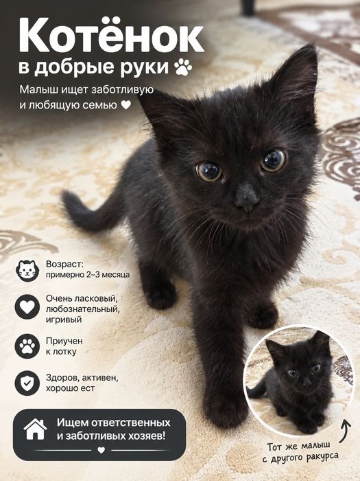 Отдам чёрного котёнка