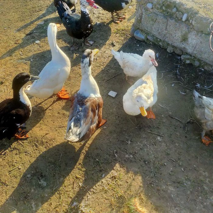 Урдак бор 10дона колди тухумга кирган