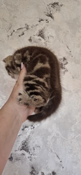 Британские котята