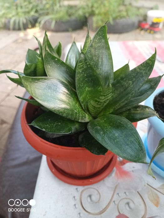 Продам домашние цветы