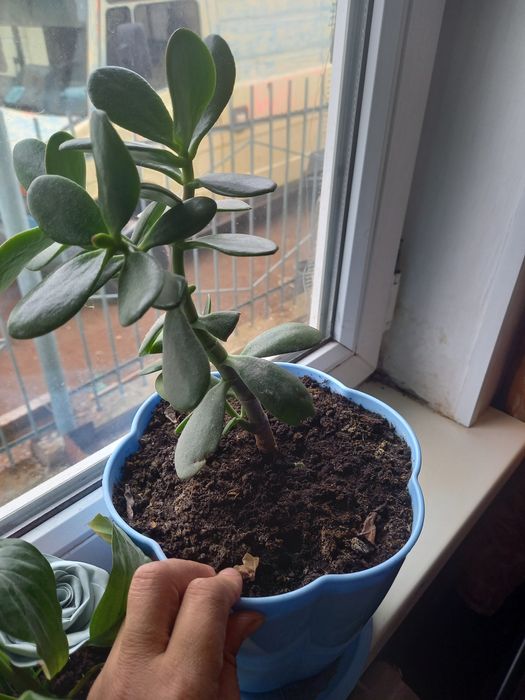 Комнатные цветы разных видов