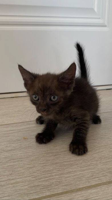 Отдам в хорошие руки котят