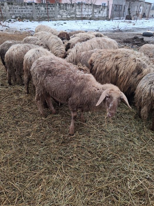 Mielute de anul trecut de vanzare