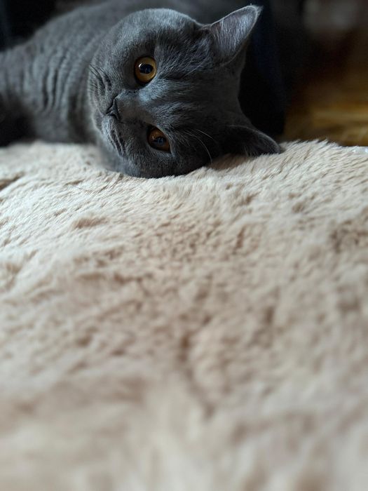 Вязка кота британской породы!