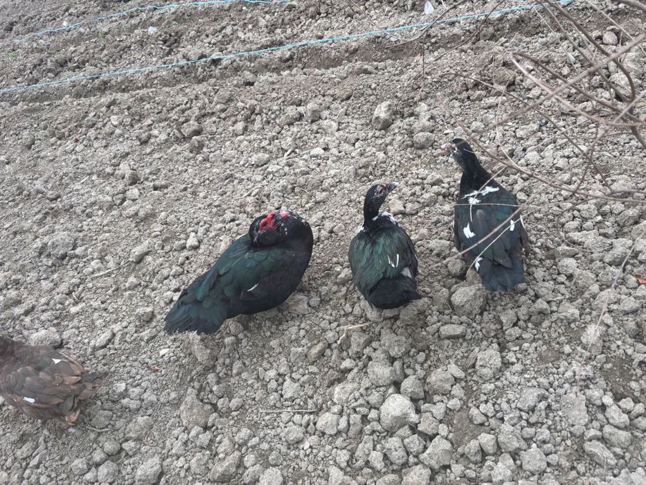 Урдаклар зотдор2026