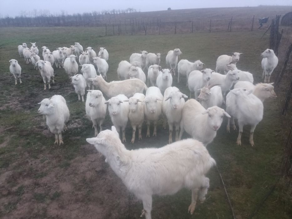 Vând   capre tinere albe ,rasa sanen și alba de banat
