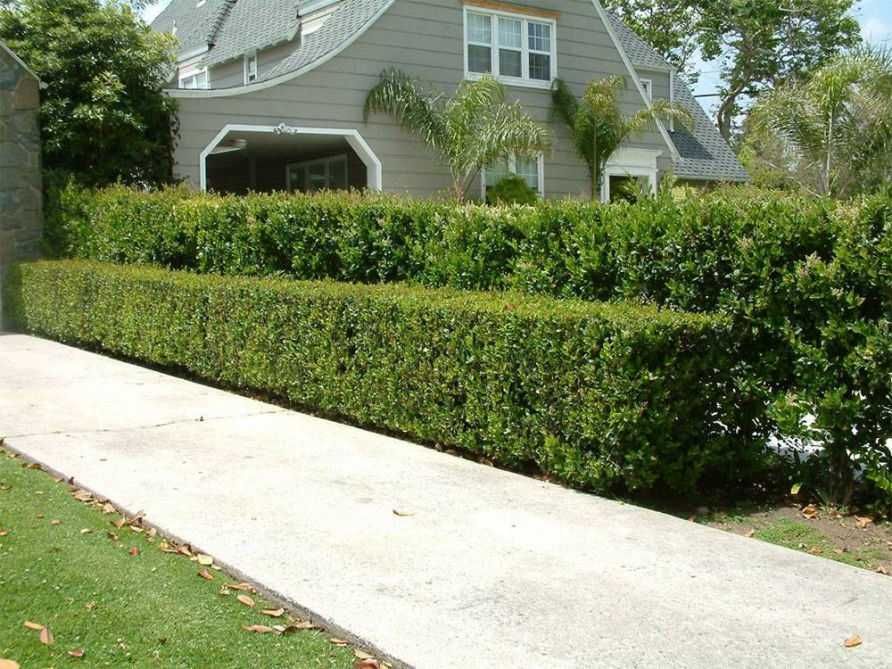 Ovalifolium Ligustrum Vulgare 1m+ 50cm 30cm