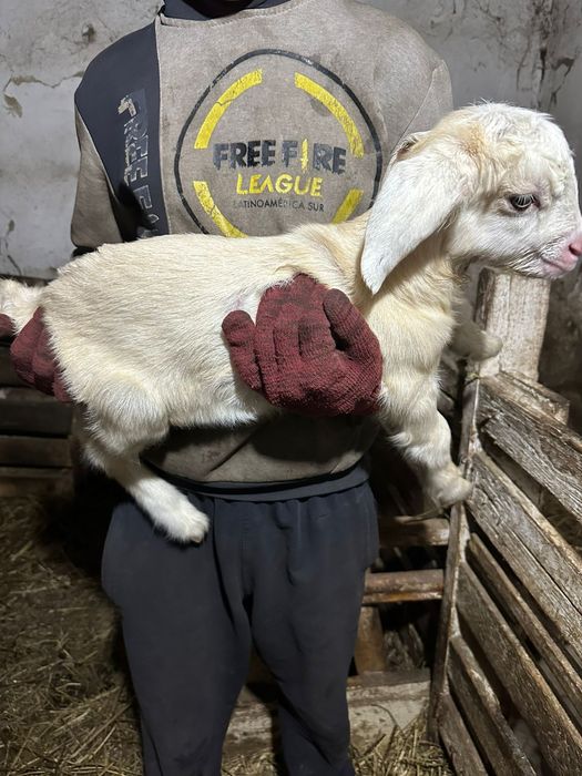 продаются козлята.