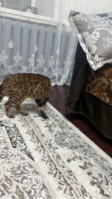 Бенгальский кот Зевс