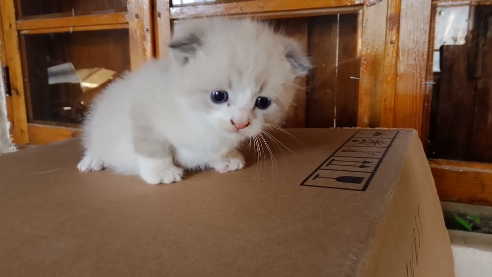 Mushuk bolalari otasi onasi seri