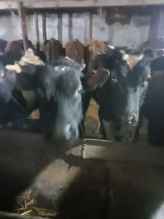 Продам бычков годовалых