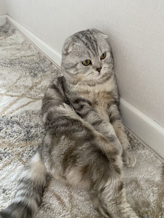Вислоухи шотландец