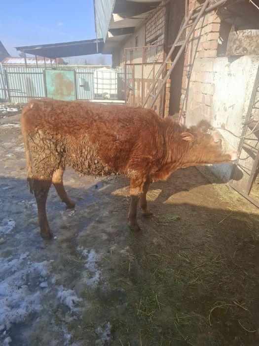 Продам телочку годовалую