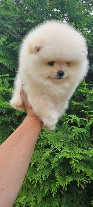 Померан мини померан