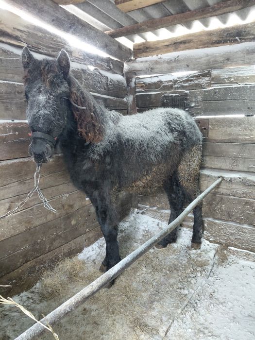 Продам  кабылку.