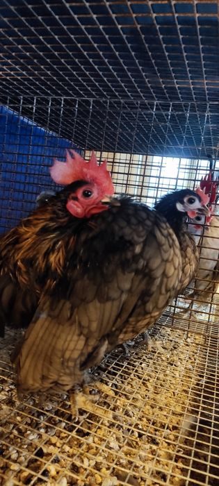 Яйца малайзийская серама.