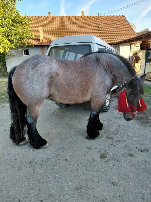 Vand manza de 4 ani