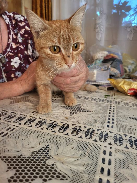 Пришахтинск.Котят в добрые руки.