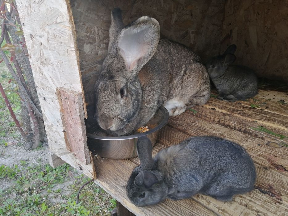 "Pufuleți", de vânzare. UB. Fătați pe 19.03.