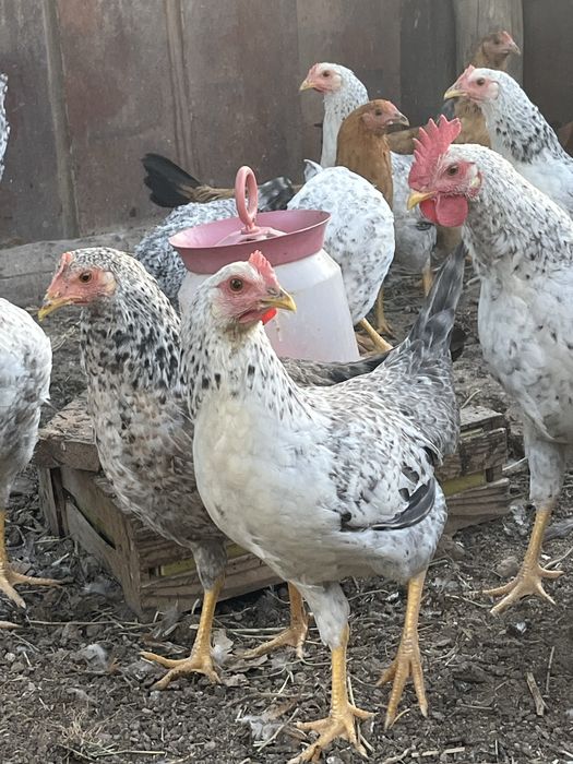 Продам курей молодки