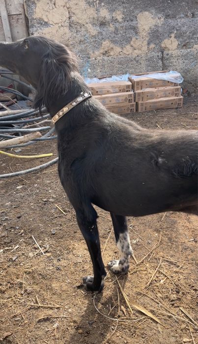 Құмай тазы сатылады!