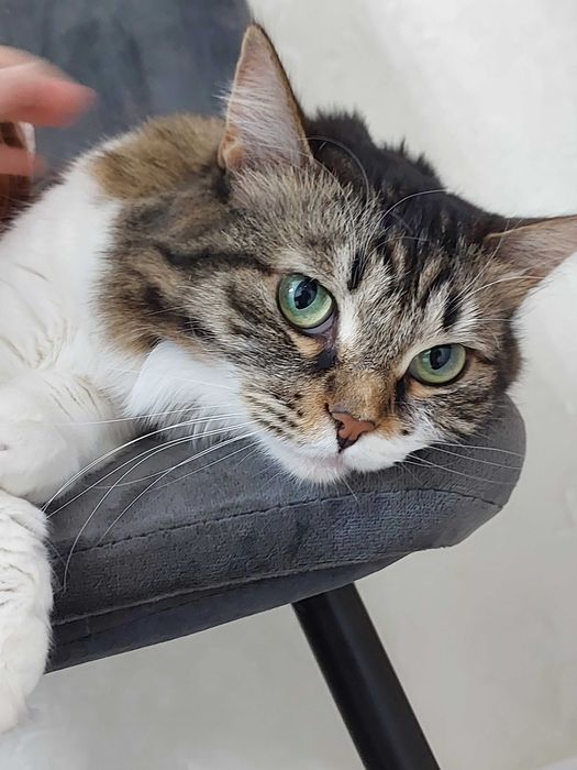 Отдам кошку в добрые руки