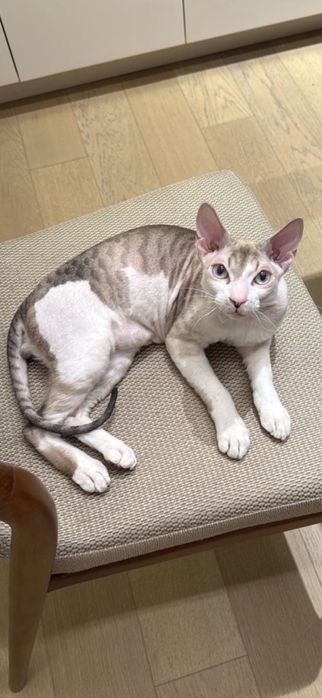 котята сфинксы 3