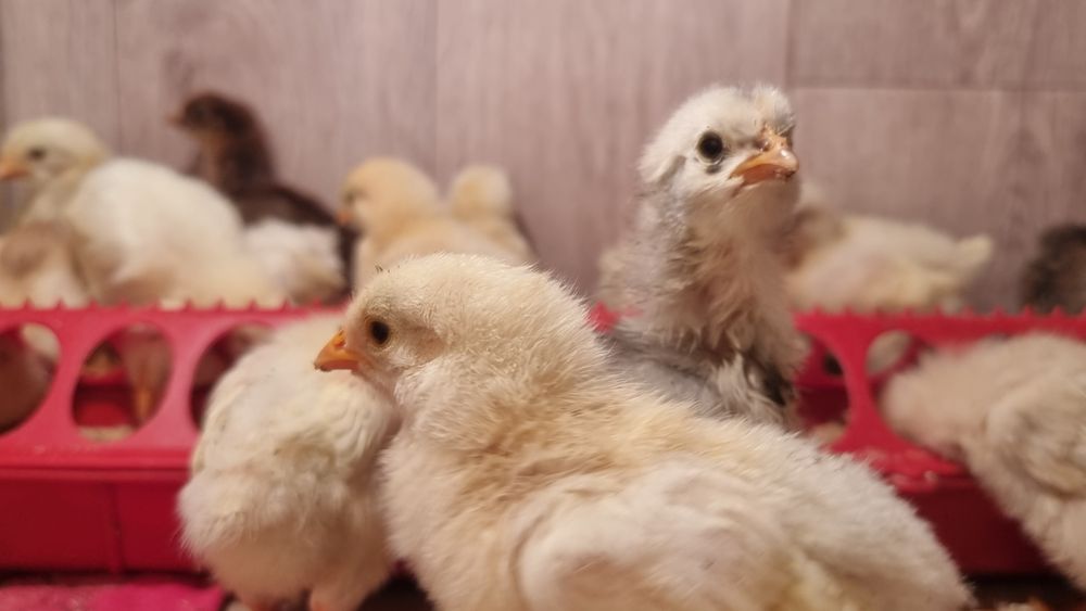 Продам цыплят всех