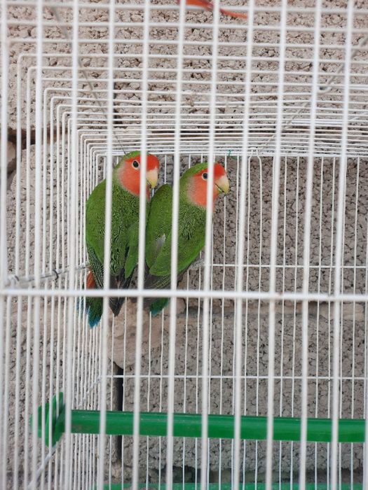 Бизнес килиш учун тайёр ишлаётган Неразлучные попугайлар сотилади.