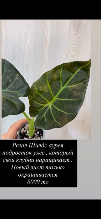 Домашние растения