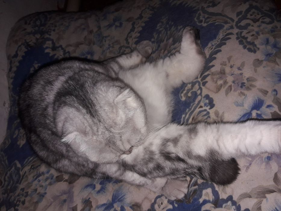 Шотландская кошка.