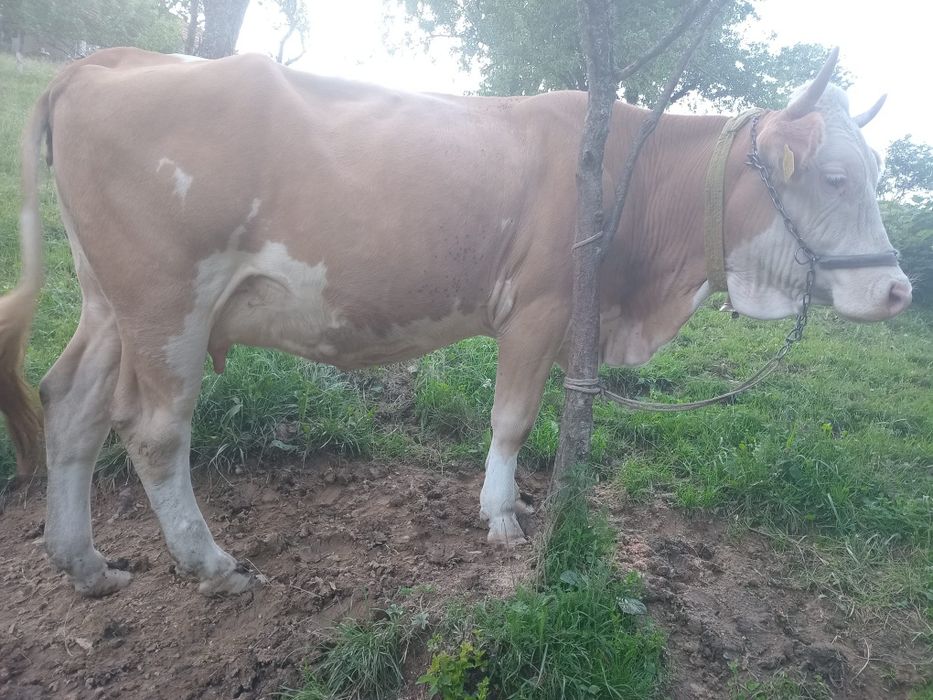 Vând o vacă și o junincă