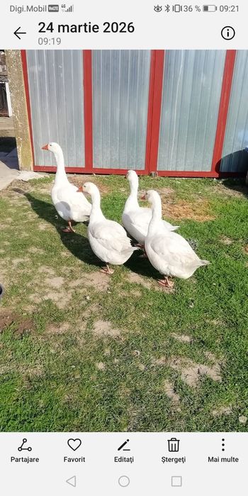 Ouă de gâște albe de casă de vânzare
