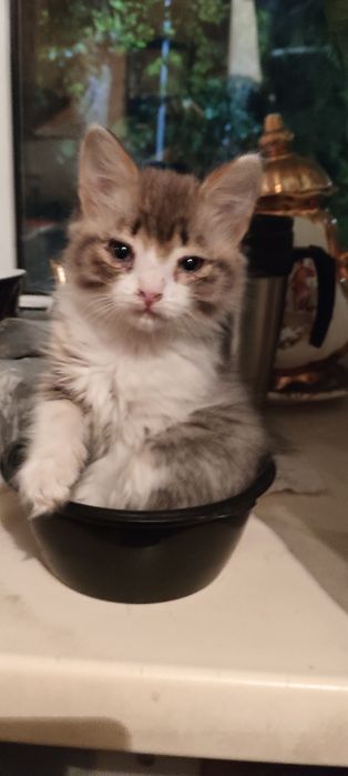 Котята в добрые руки 2-3 месяца