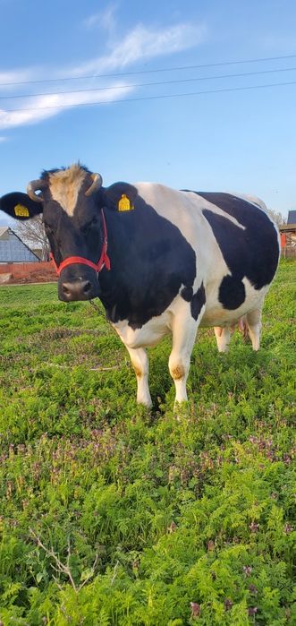 Vând vacă gestantă