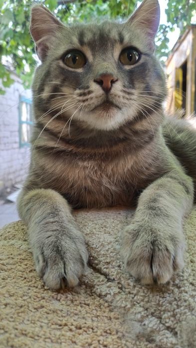 Отдам котика в добрые руки