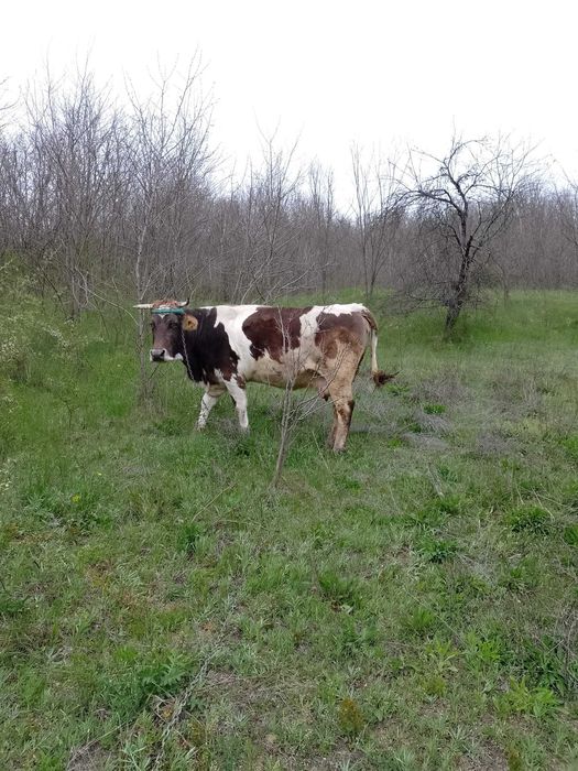 Vaca și junica de vanzare tinere