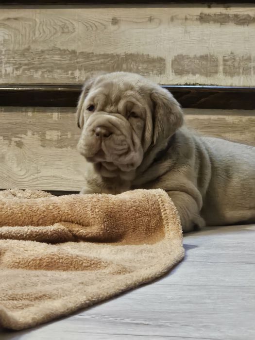 Pui Mastino Napoletano