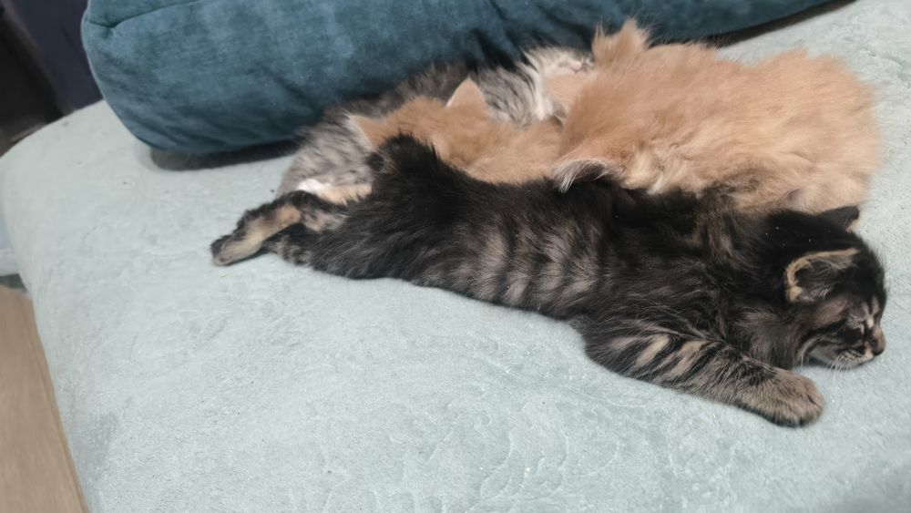 Котята курильского бобтейла