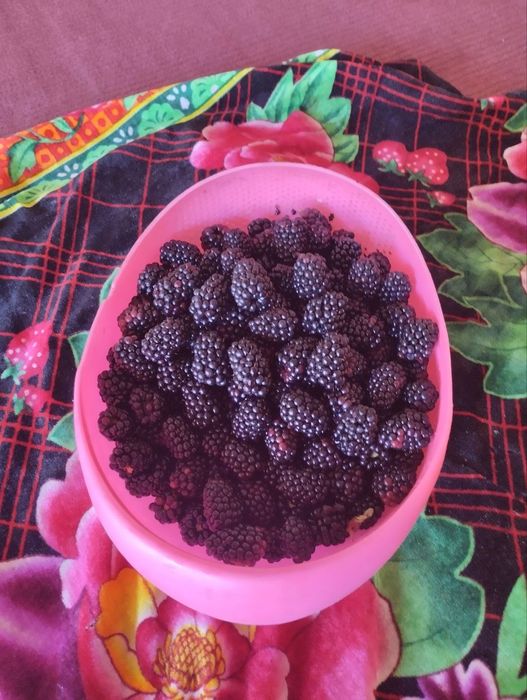 Ежевека  ку́чатлари сотилади