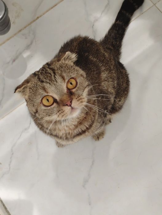 Hadyaga Scottish Fold