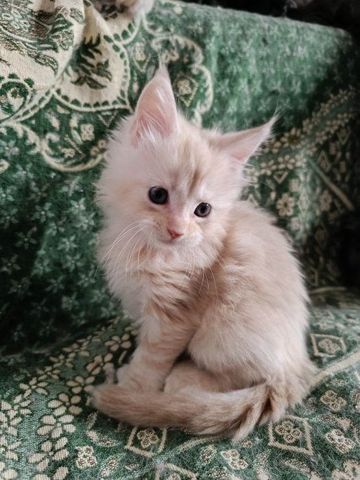 Бронь.Свободен Полидакт котик Мейн Кун.